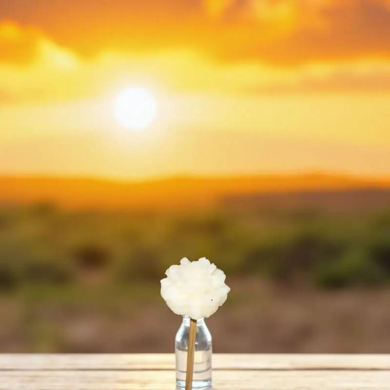 petite fleur œillet blanche dans un flacon en verre devant un coucher de soleil doré - Lulu Baladine